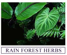 Rain Forest Herbs
